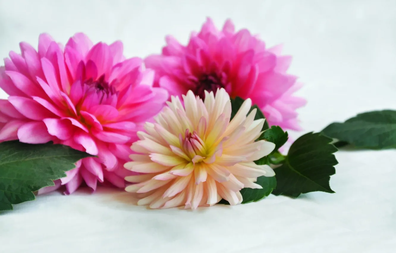 Photo wallpaper flowers, leaf, chrysanthemum, flowers, leaves, chrysanthemums