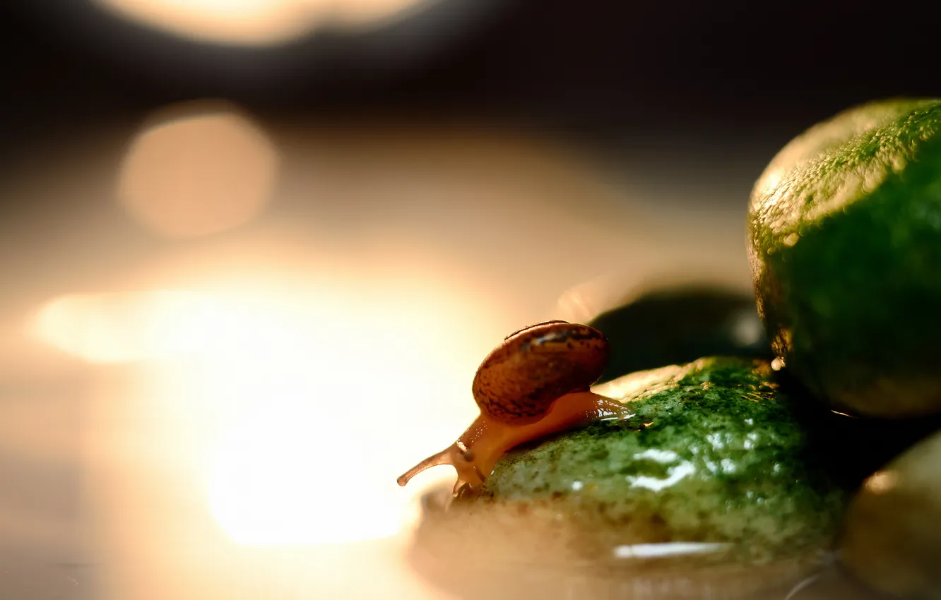 Photo wallpaper water, glare, stones, snail