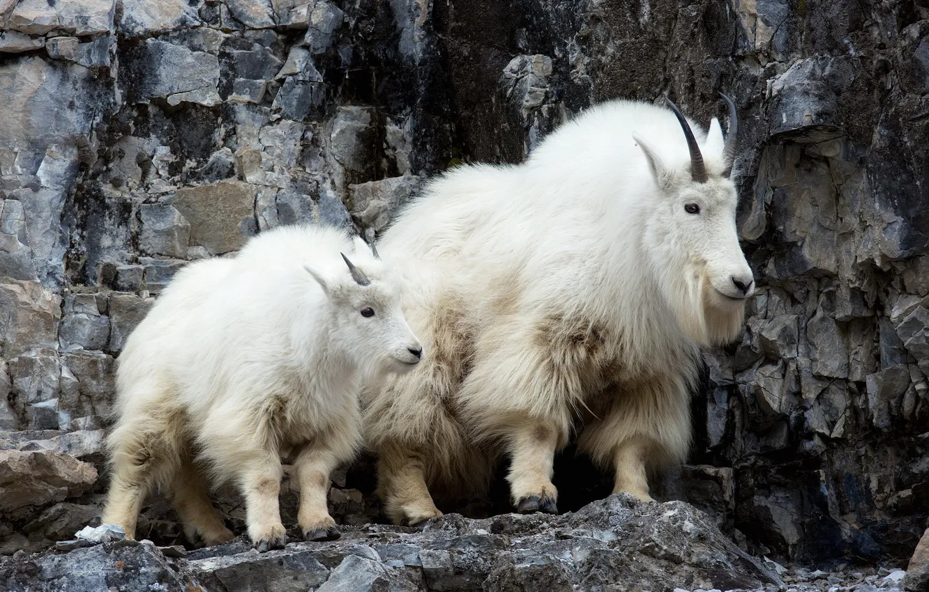 Photo wallpaper mountains, nature, goat