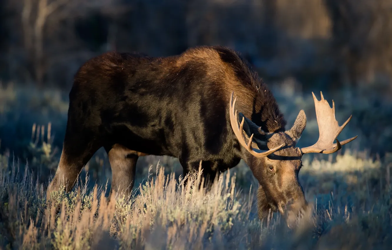 Photo wallpaper autumn, nature, moose
