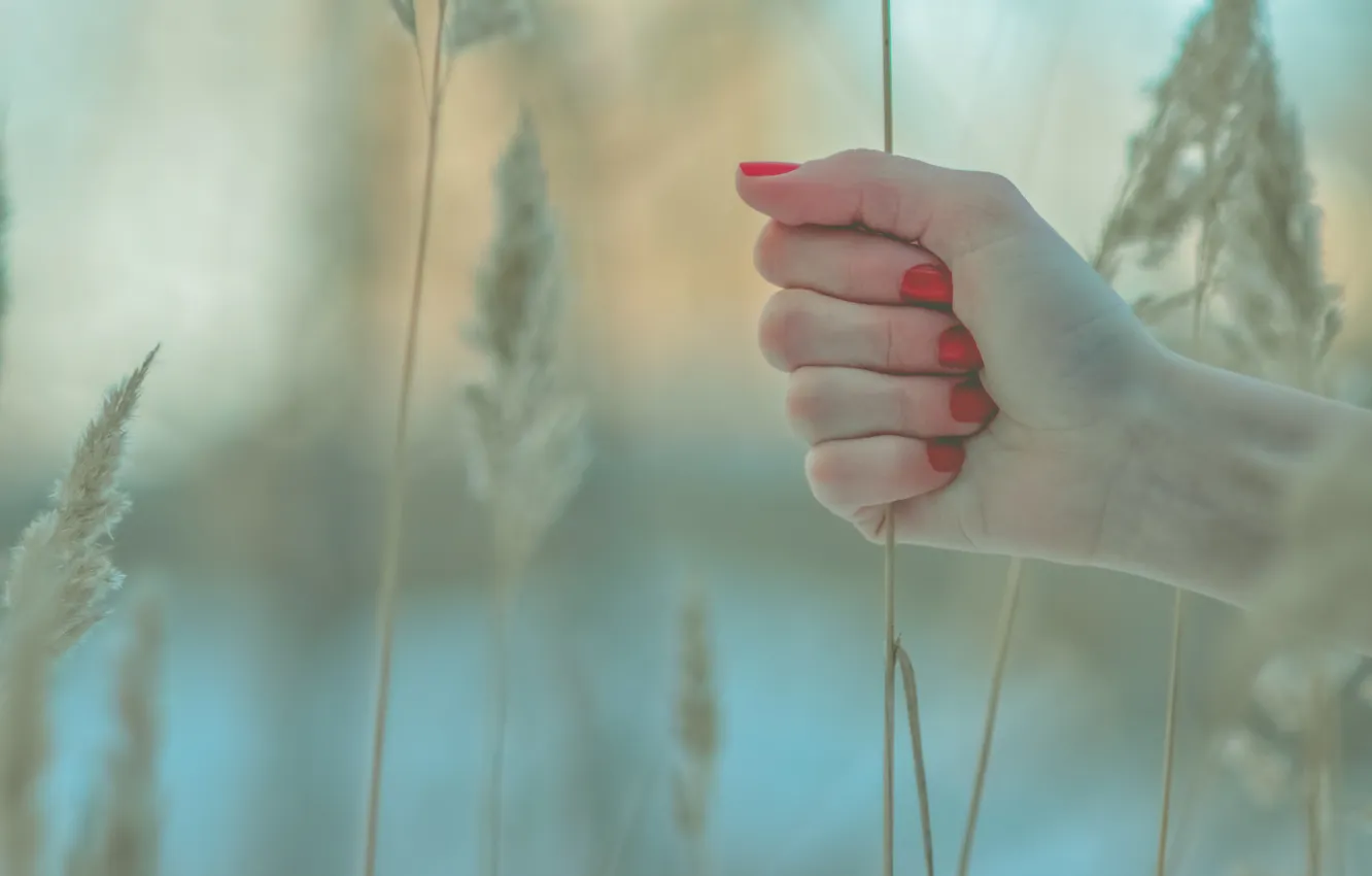 Photo wallpaper winter, grass, hands, ears