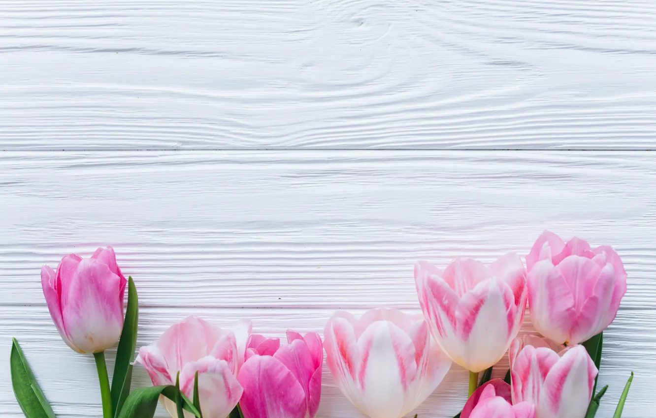 Photo wallpaper flowers, tulips, pink, fresh, wood, pink, flowers, beautiful