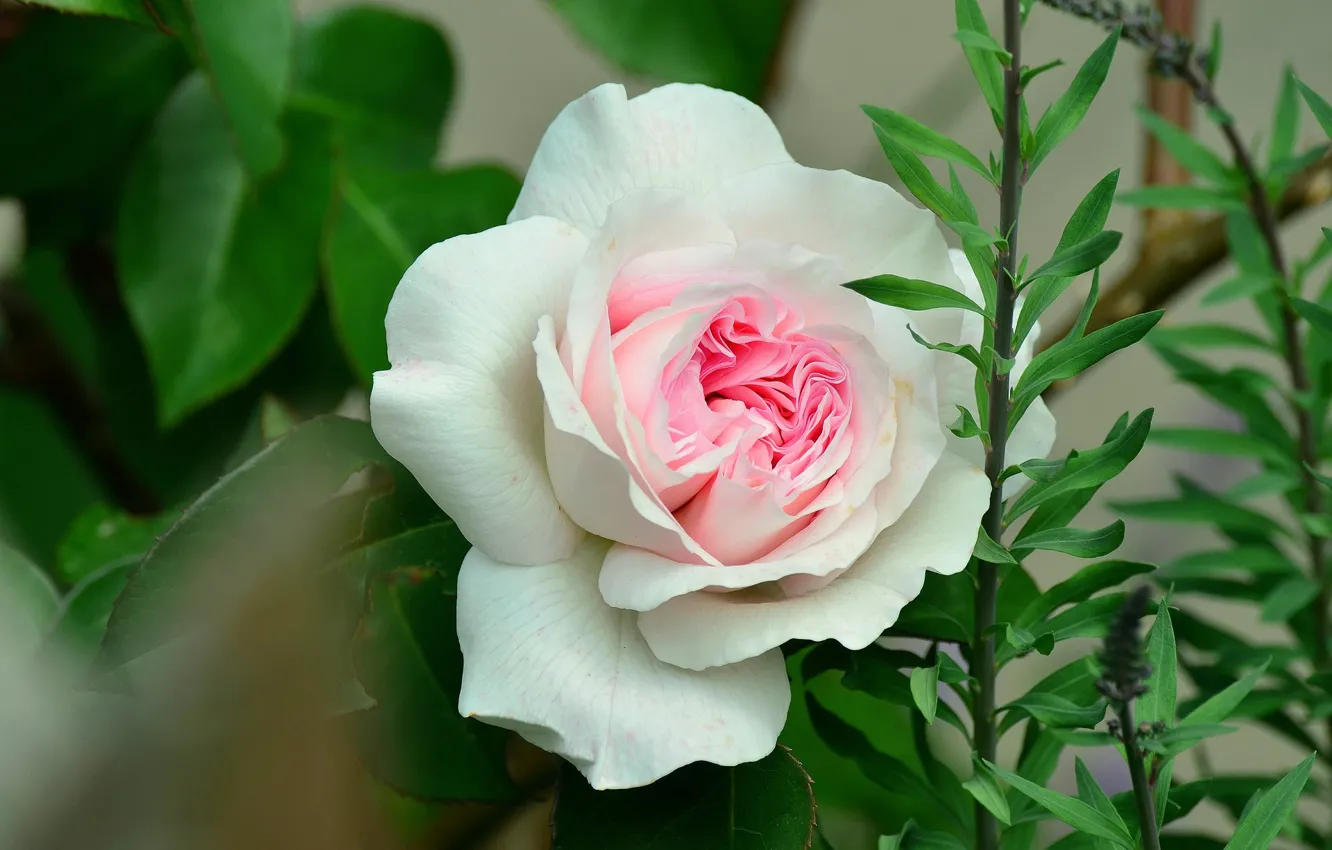 Photo wallpaper white rose, rosebud, the leaves of roses