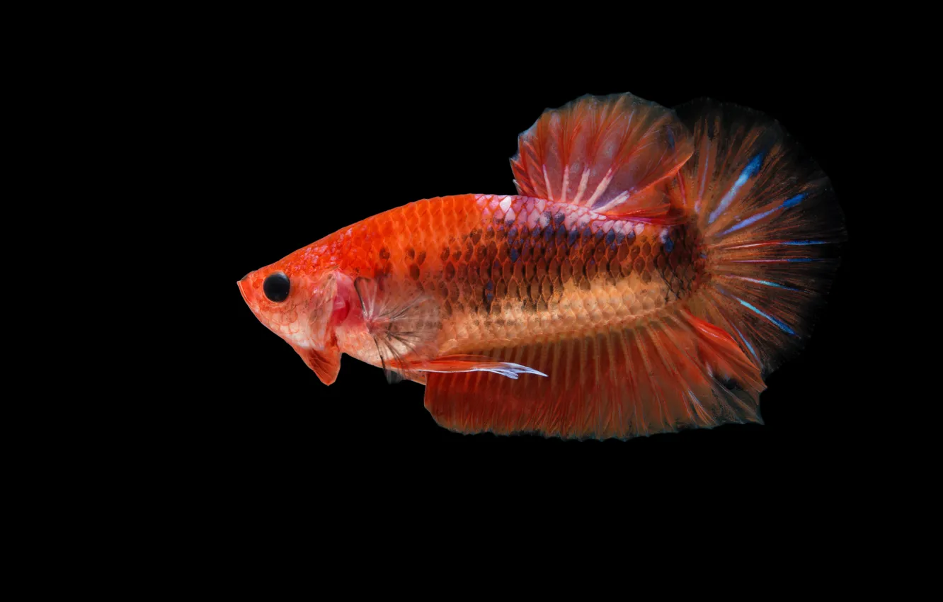 Photo wallpaper red, fish, betta