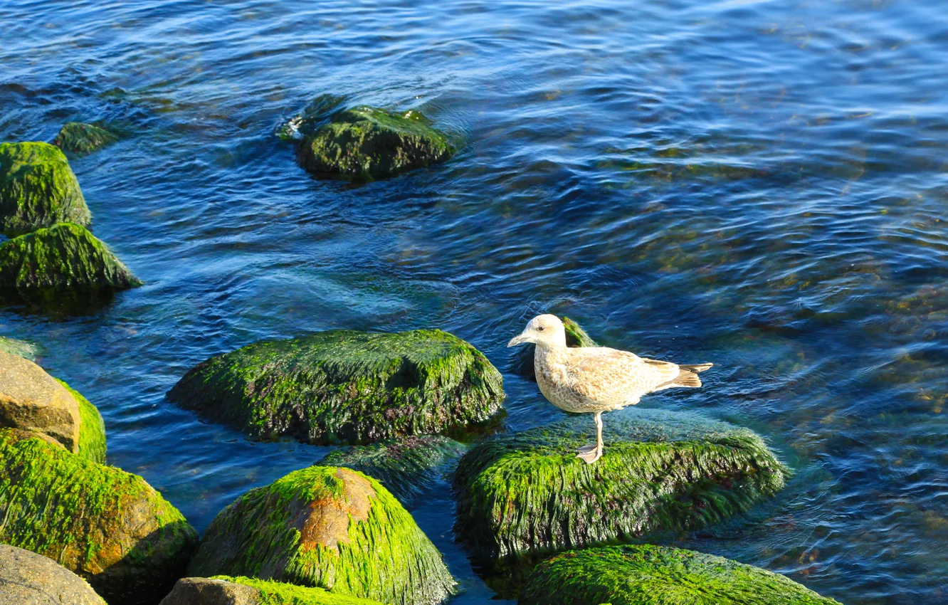 Photo wallpaper sea, bird, stones