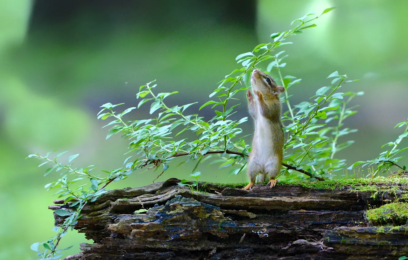 Photo wallpaper Chipmunk, snag, stand