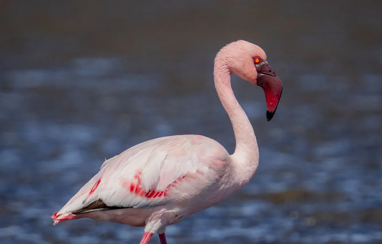 Photo wallpaper bird, water, background, blur, beak, flamingo, wildlife_