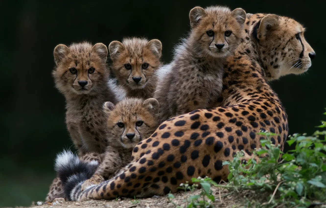 Photo wallpaper grass, look, pose, the dark background, baby, Cheetah, lies, serious