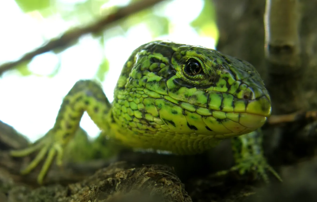 Photo wallpaper lizard, green, reptile