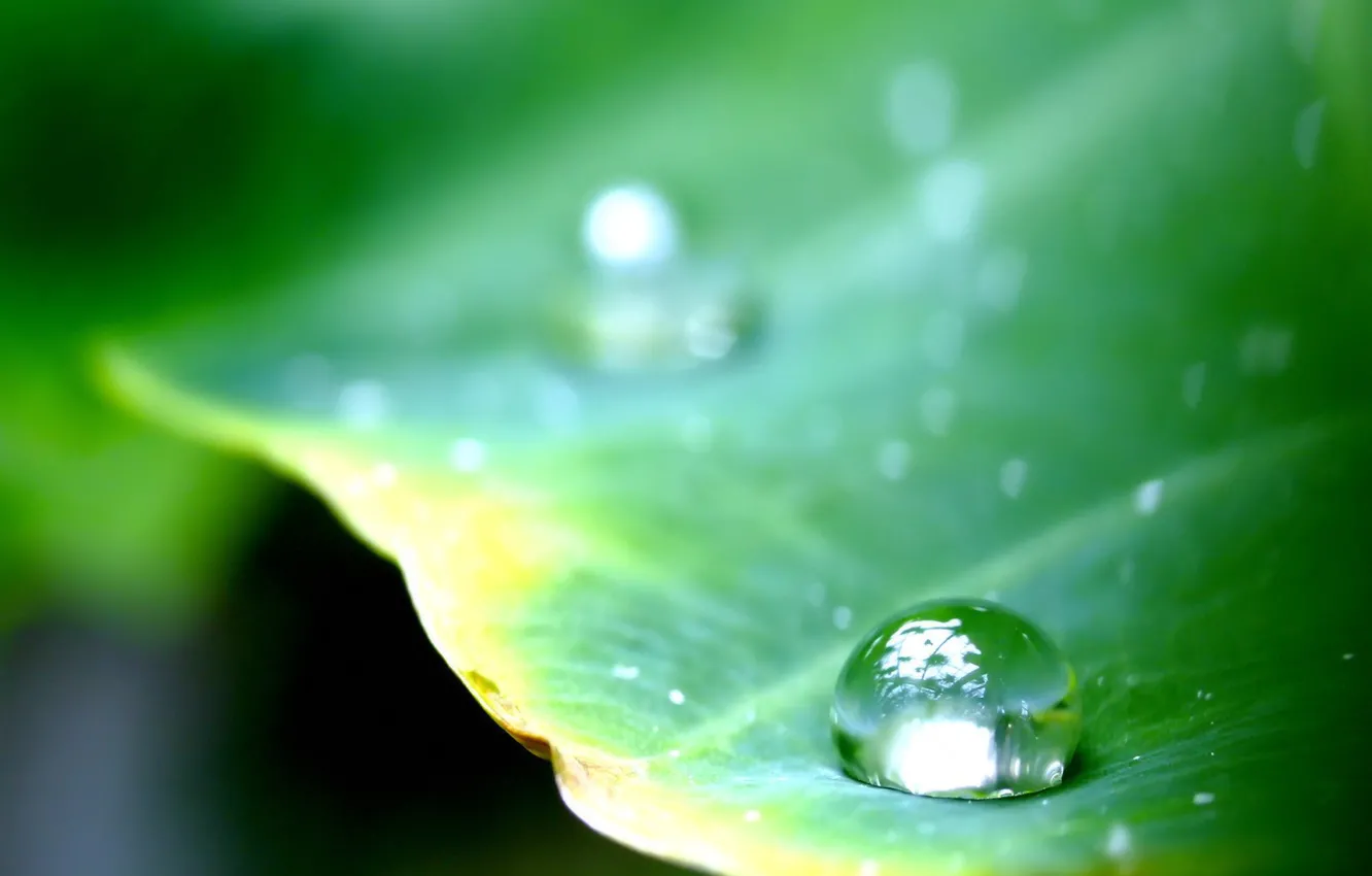Photo wallpaper leaves, drops, green
