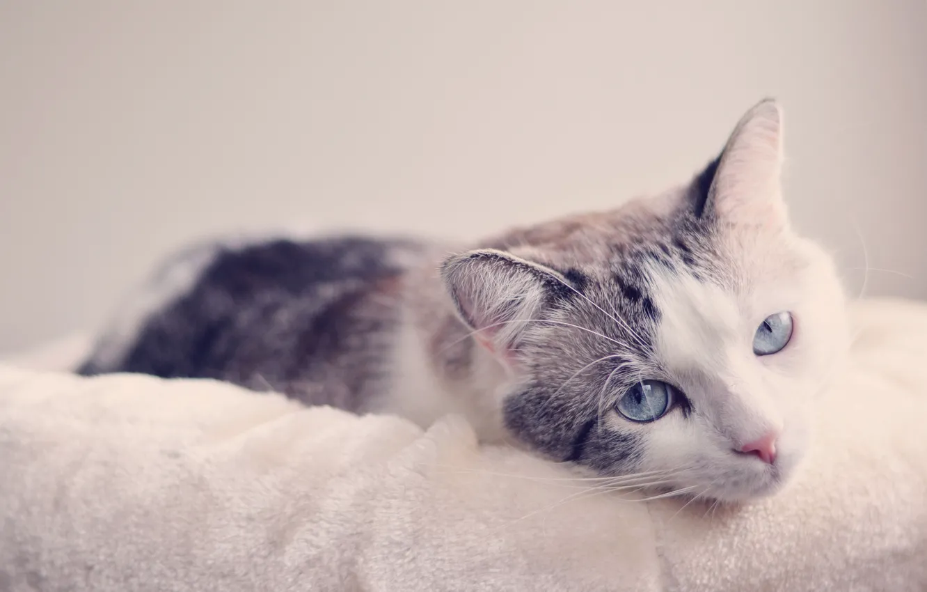 Photo wallpaper cat, look, muzzle, blue eyes