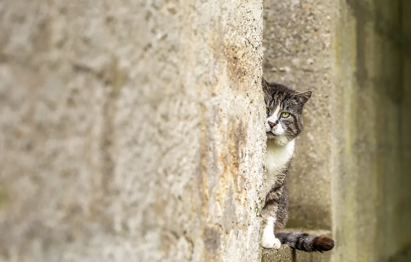 Photo wallpaper cat, cat, look, nature, pose, face