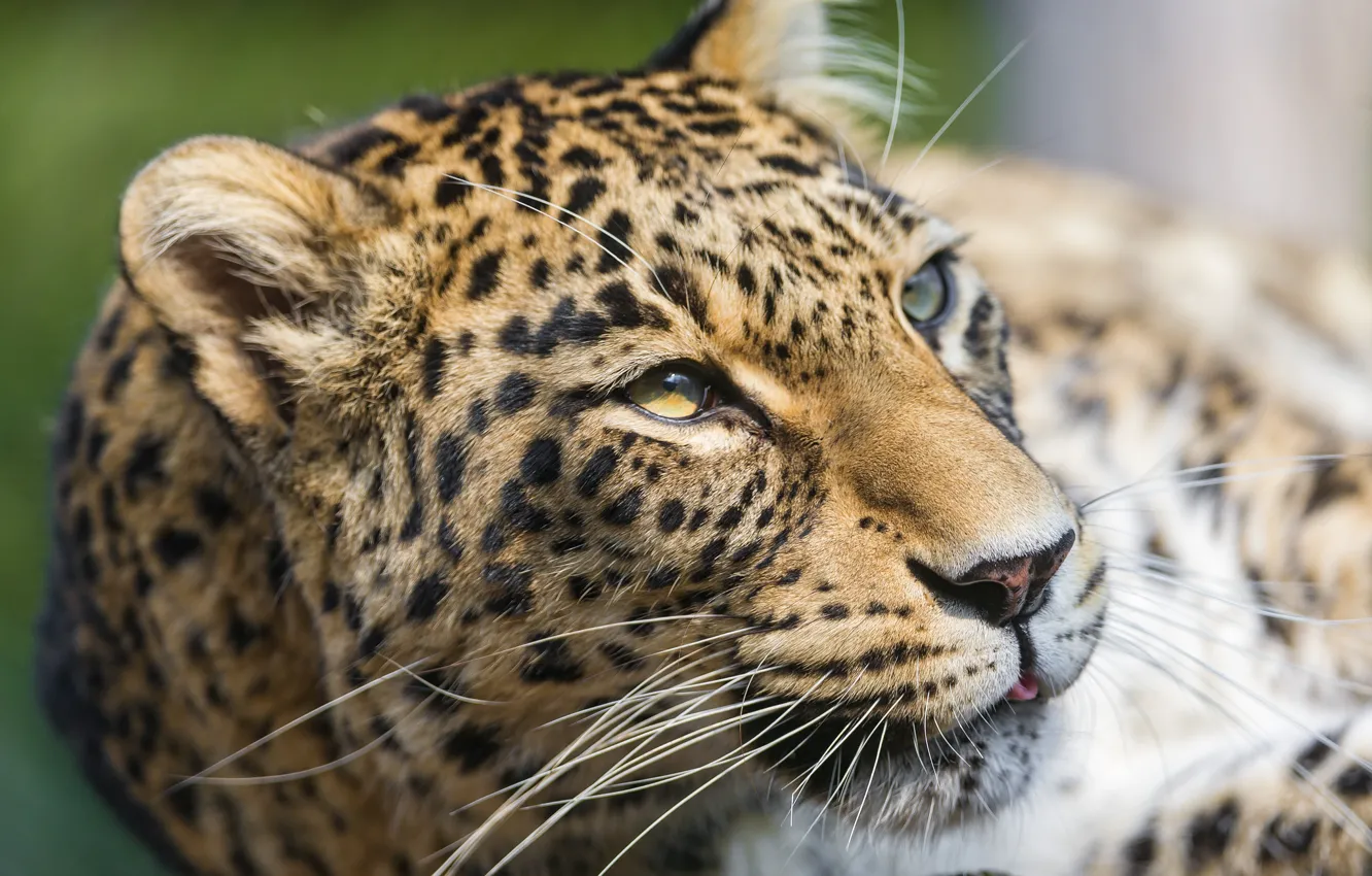 Photo wallpaper cat, look, leopard, Persian, ©Tambako The Jaguar
