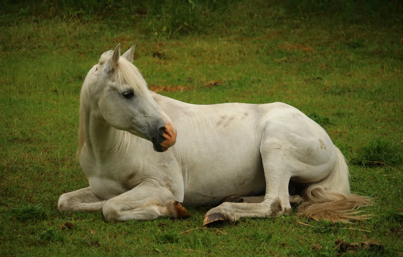 Photo wallpaper horse, meadow, white