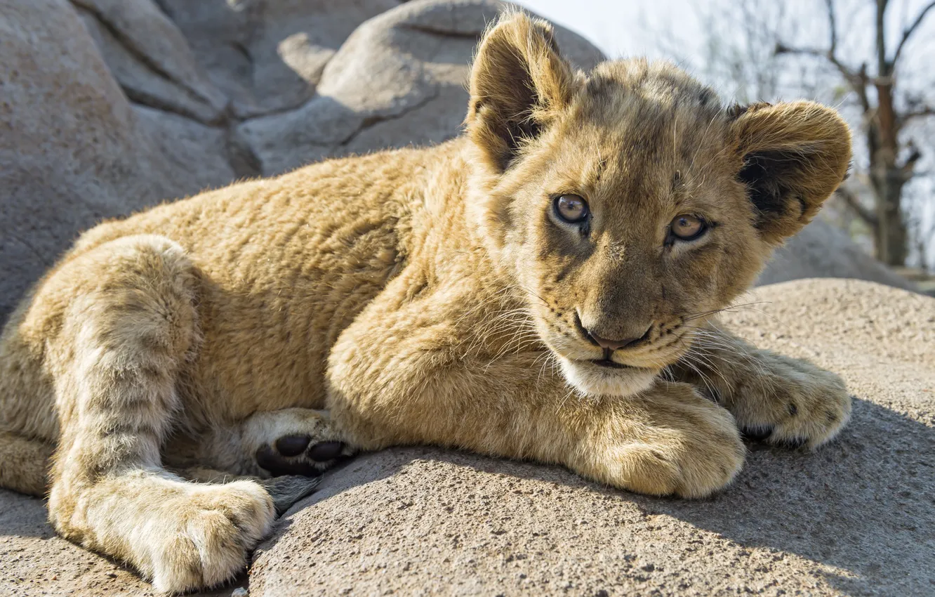 Photo wallpaper cat, look, stone, cub, lion, ©Tambako The Jaguar