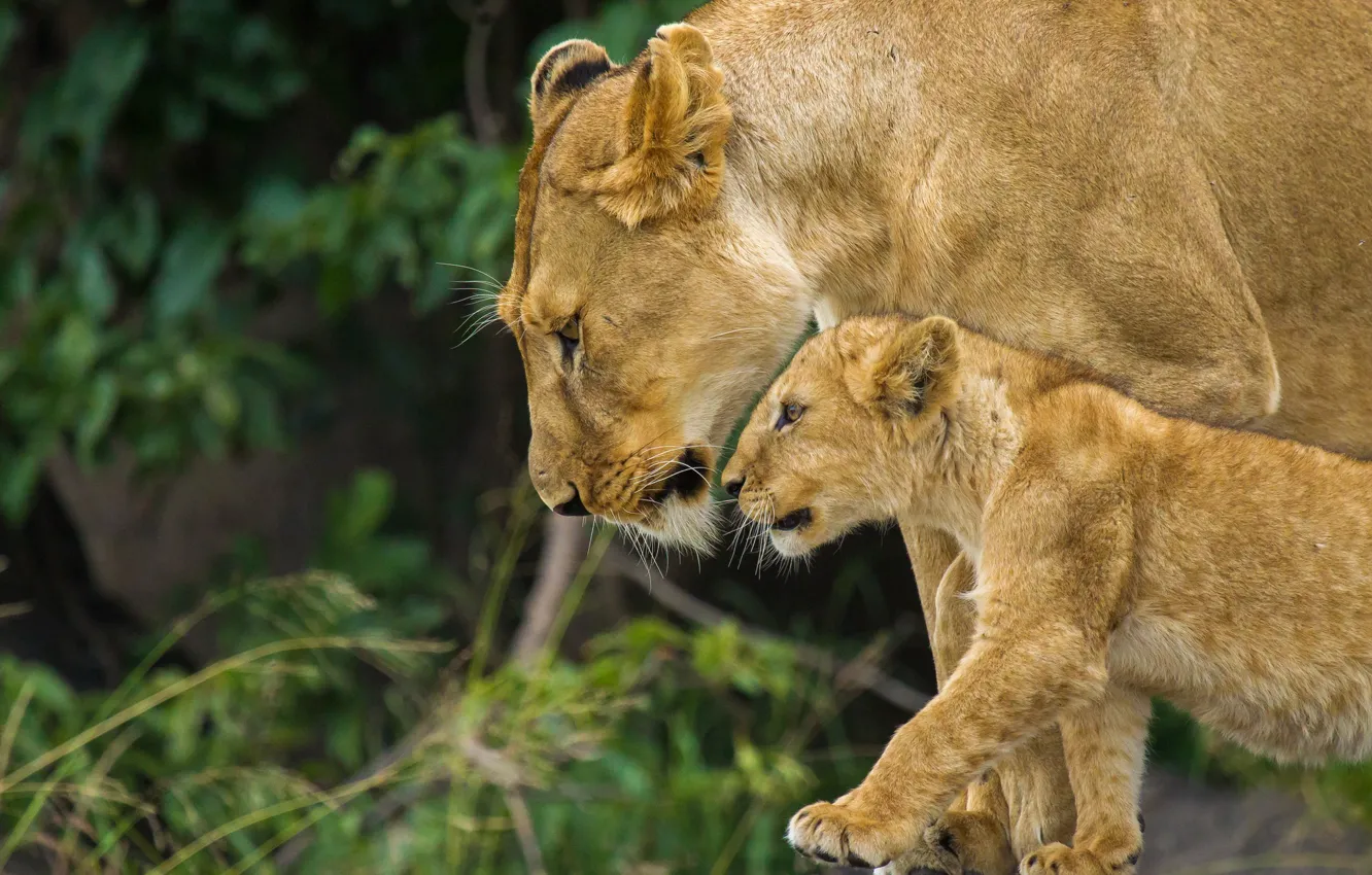 Photo wallpaper family, lioness, lion