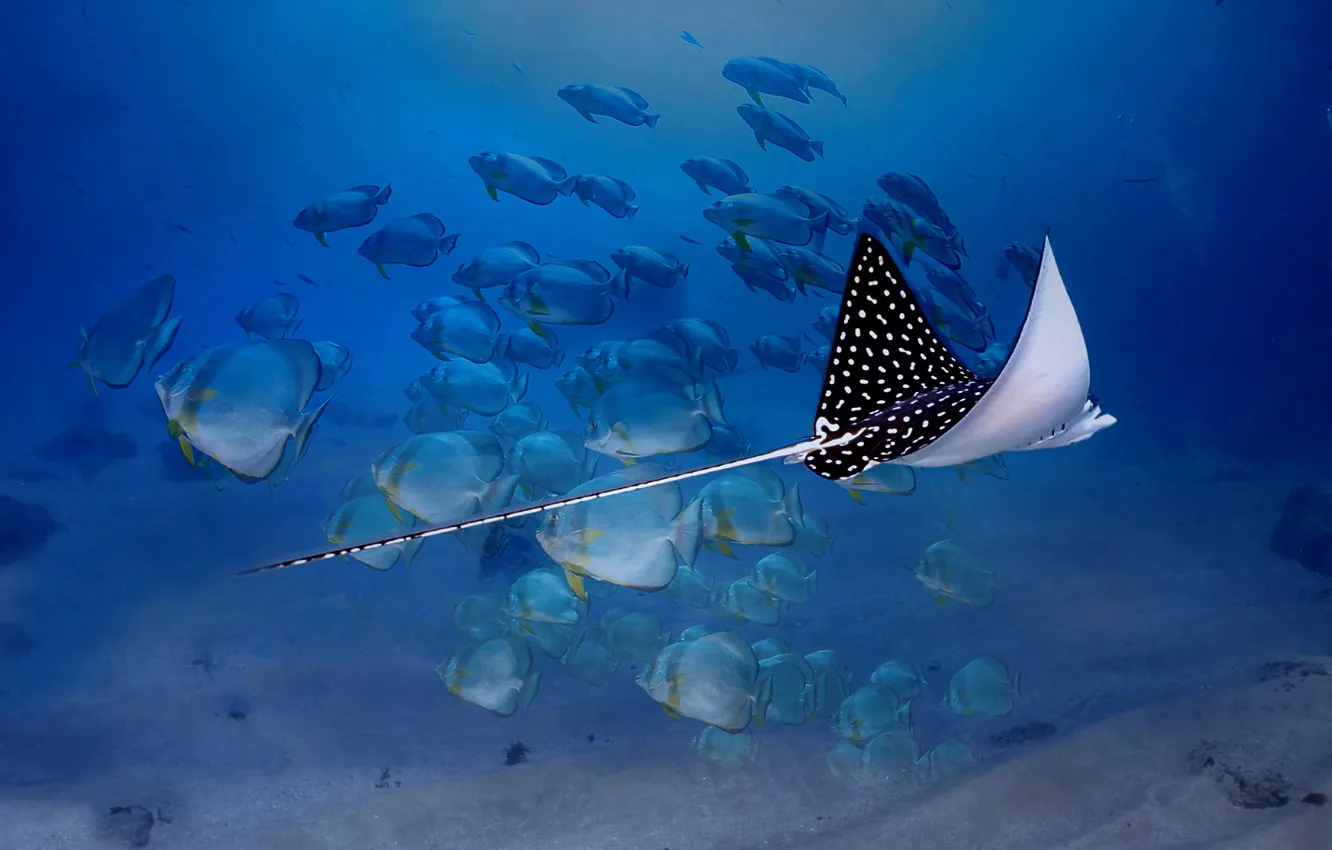 Photo wallpaper sea, fish, SKAT