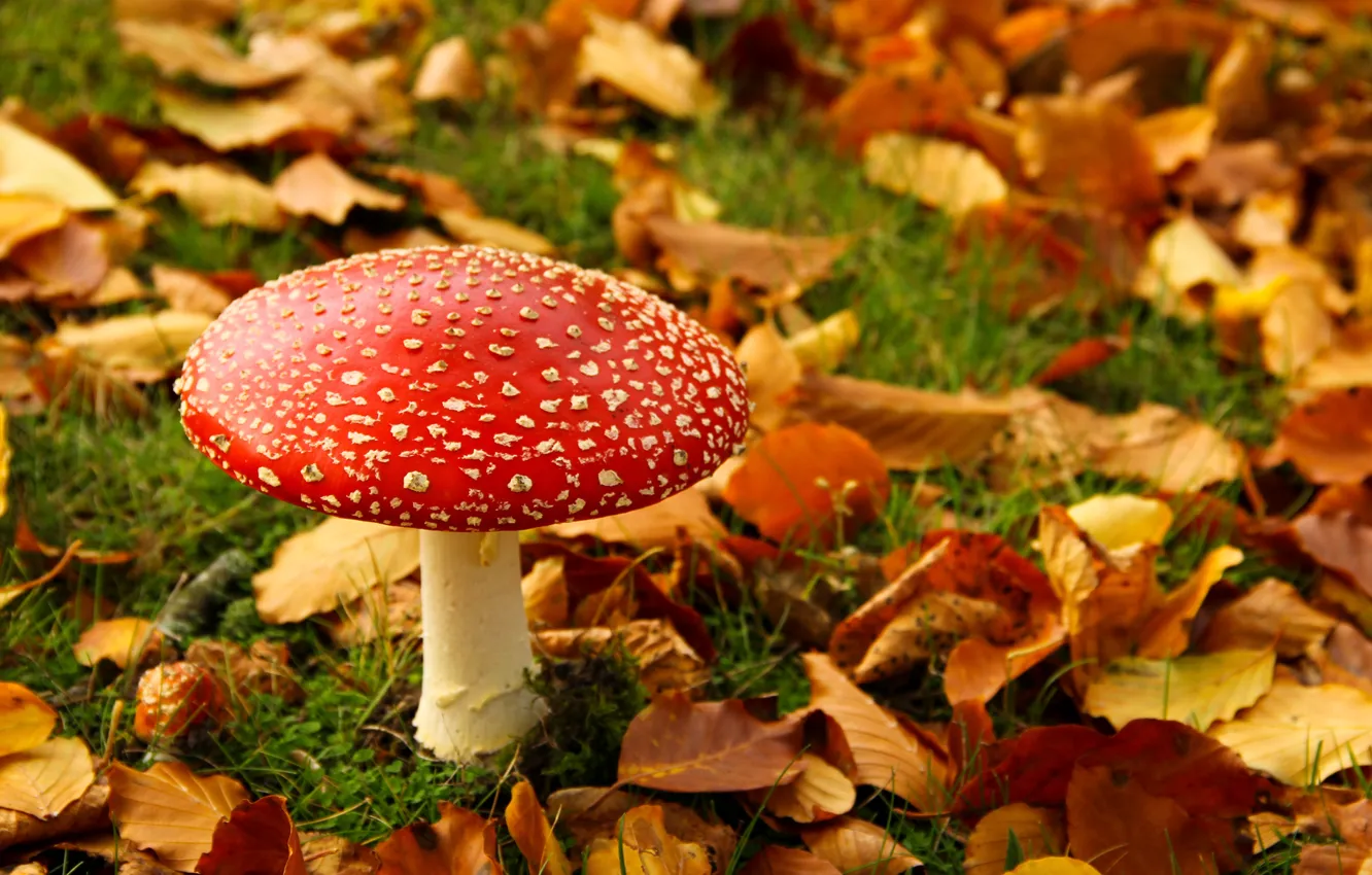 Photo wallpaper autumn, leaves, mushroom, mushroom