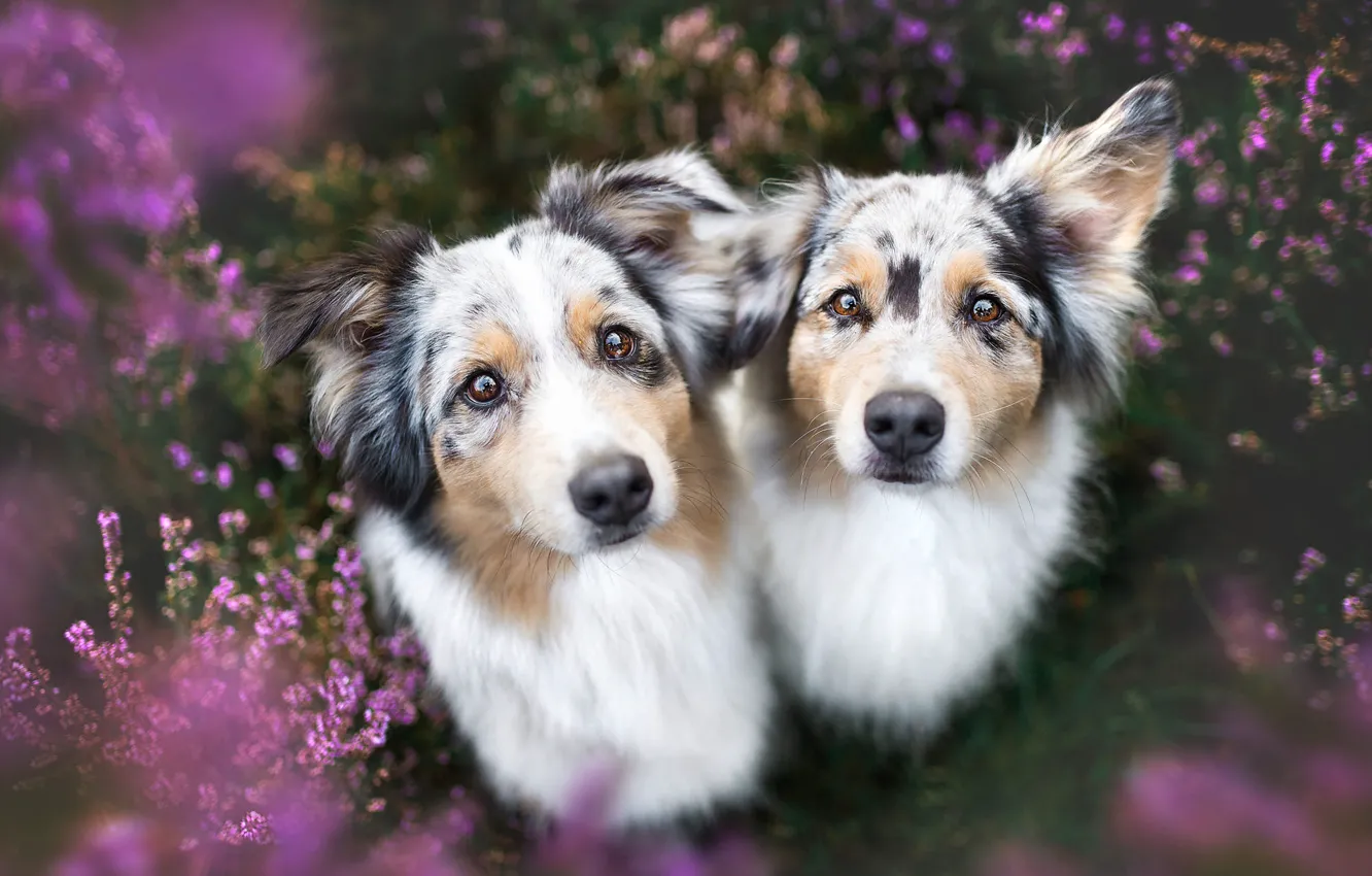 Photo wallpaper dogs, summer, look, flowers, nature, pose, background, glade