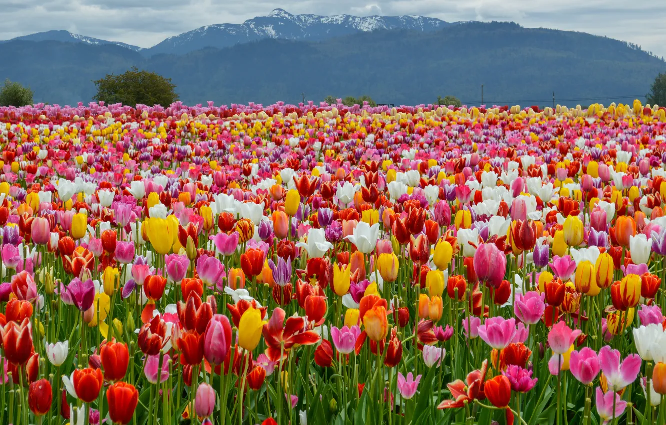 Photo wallpaper Field, Mountains, Spring, Tulips, Landscape, Spring, Mountains, Colors
