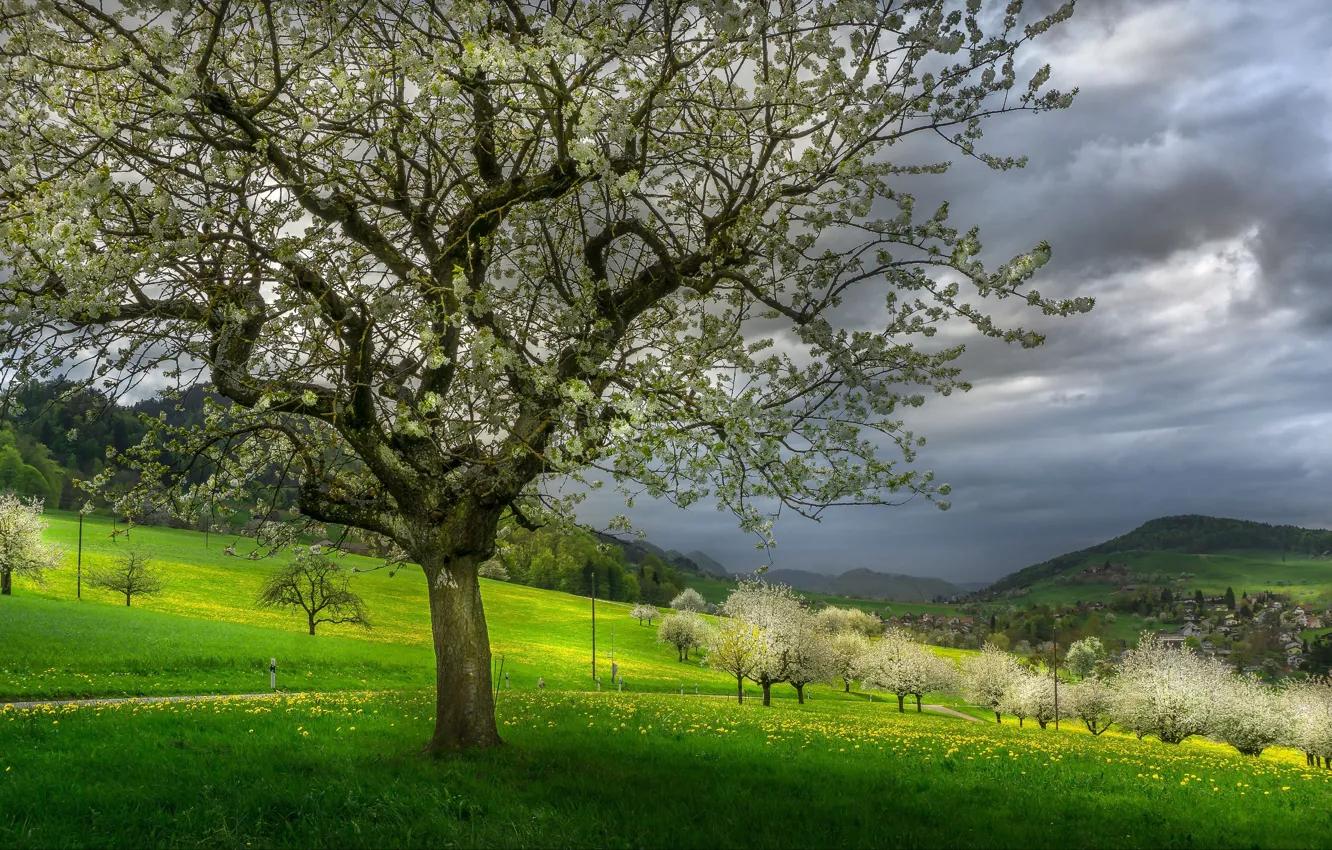 Photo wallpaper trees, landscape, mountains, clouds, nature, hills, spring, flowering