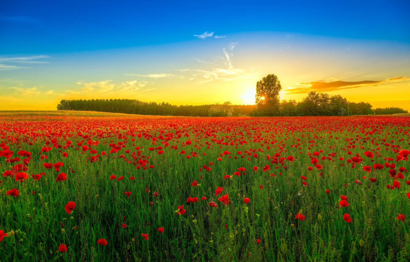 Photo wallpaper field, trees, landscape, sunset, flowers, nature, Maki