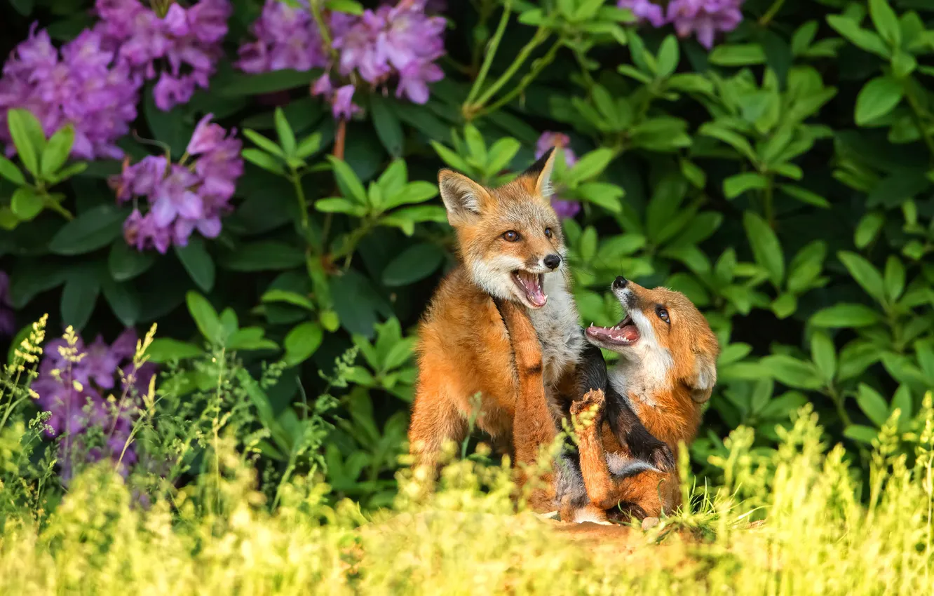 Photo wallpaper summer, grass, leaves, nature, the game, two, baby, Fox