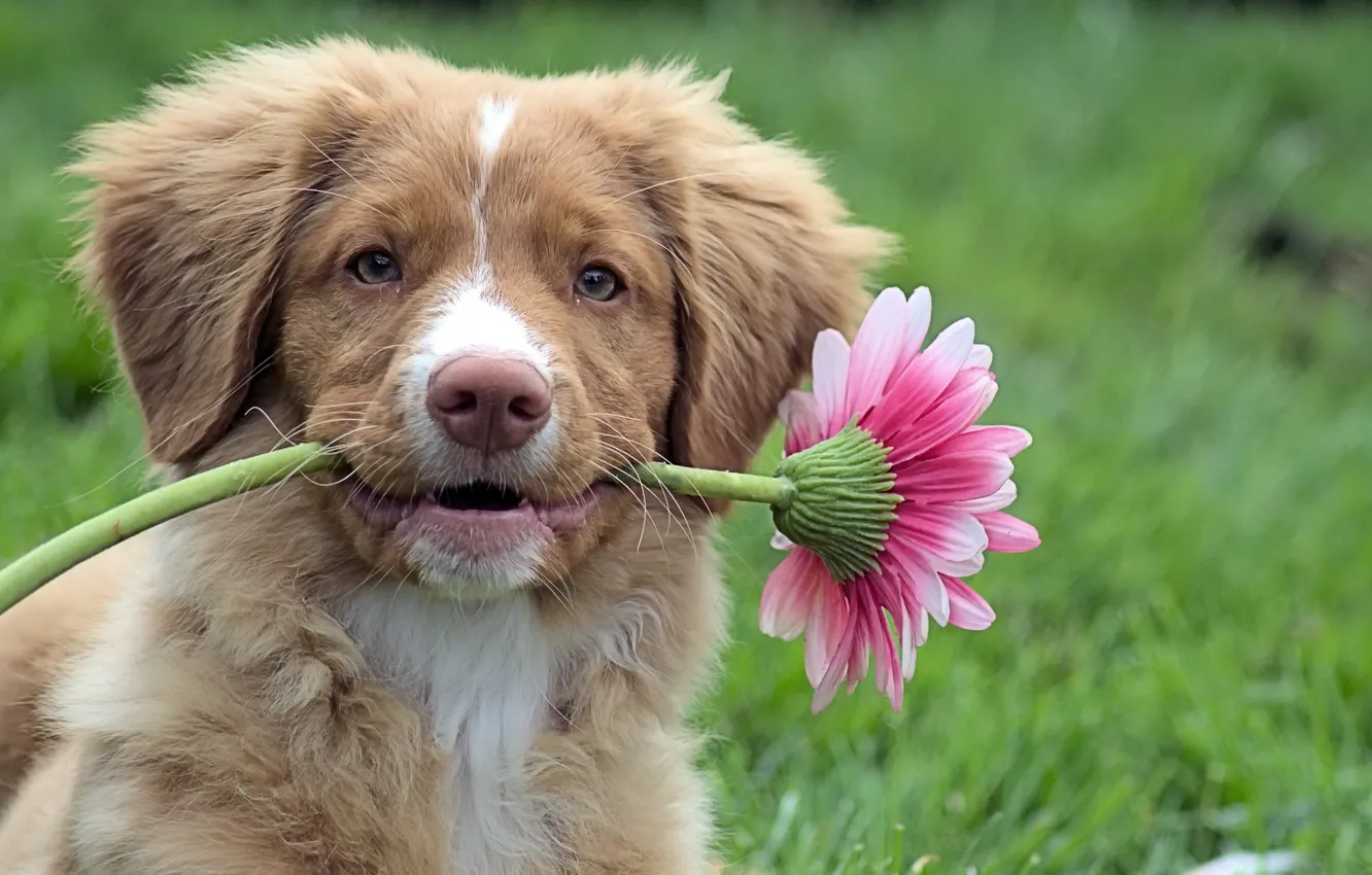 Photo wallpaper flower, dog, puppy, Retriever