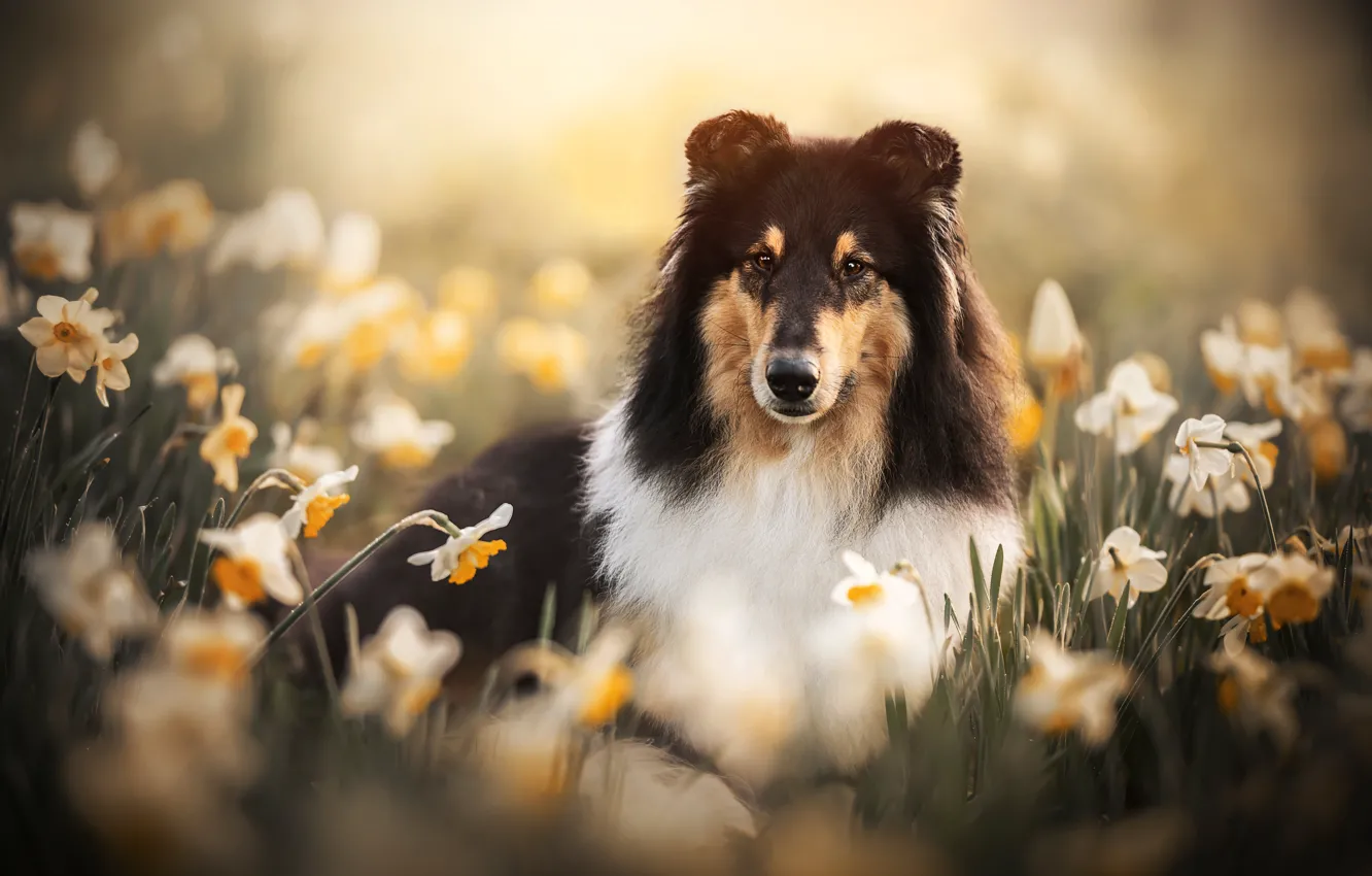 Photo wallpaper look, face, flowers, dog, daffodils, Collie, Scottish shepherd