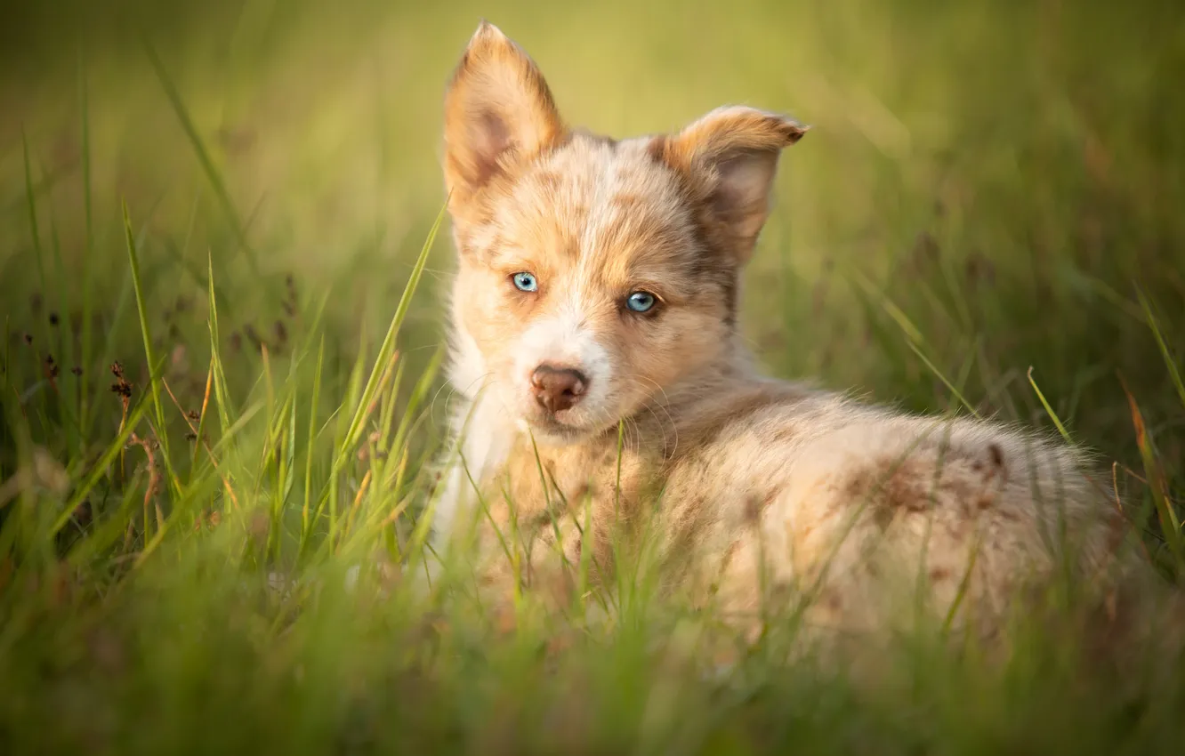 Photo wallpaper look, nature, pose, dog, puppy, face