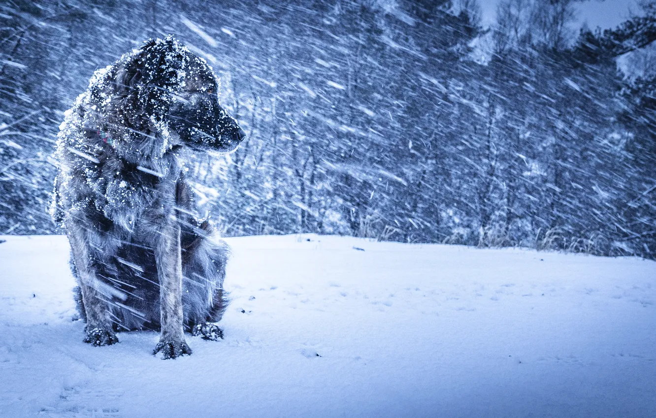 Photo wallpaper winter, background, dog, Blizzard