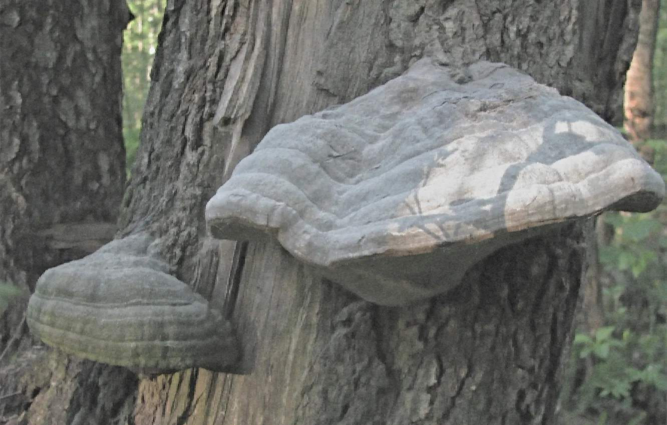 Photo wallpaper nature, mushrooms, Tinder is a real Mushroom