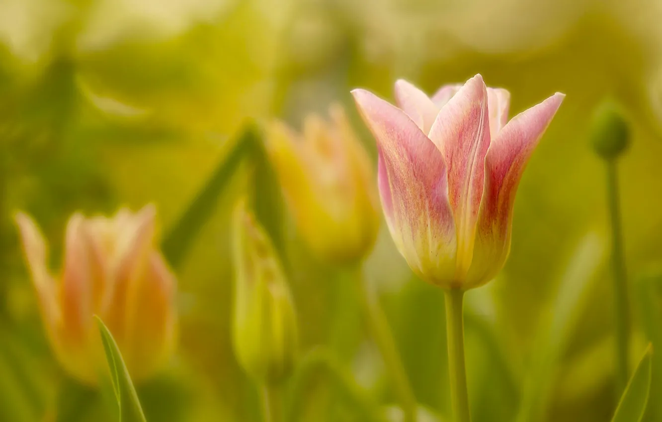 Photo wallpaper macro, tulips, buds, bokeh
