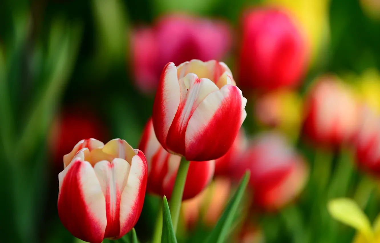 Photo wallpaper leaves, flowers, spring, tulips, buds, red-white
