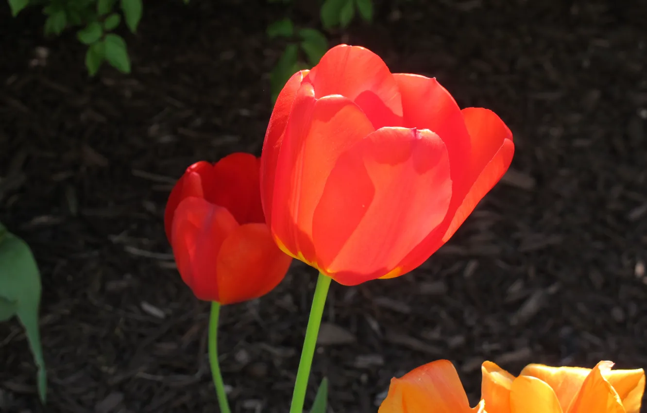 Photo wallpaper Spring, Tulips, Spring, Tulips, Red tulips, Red tulips
