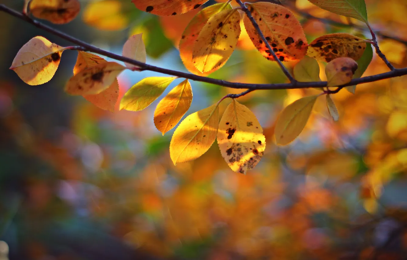 Photo wallpaper autumn, leaves, tree, branch, yellow