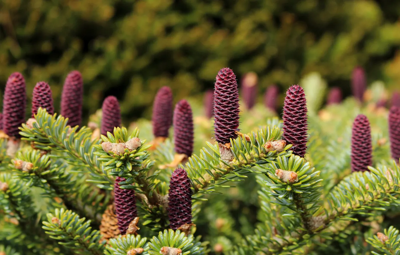 Photo wallpaper needles, branches, bumps, Fir