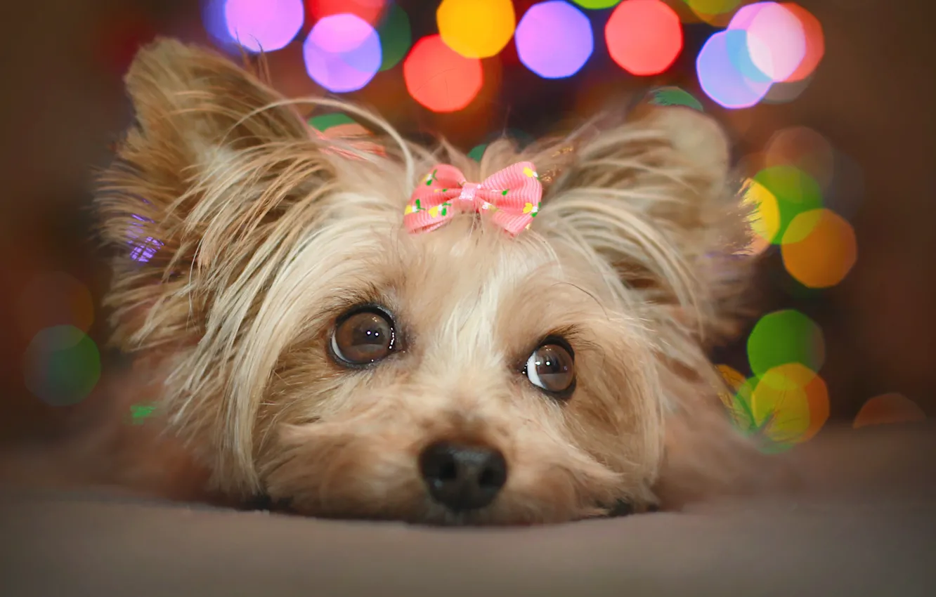 Photo wallpaper look, lights, glare, portrait, dog, lies, face, bow