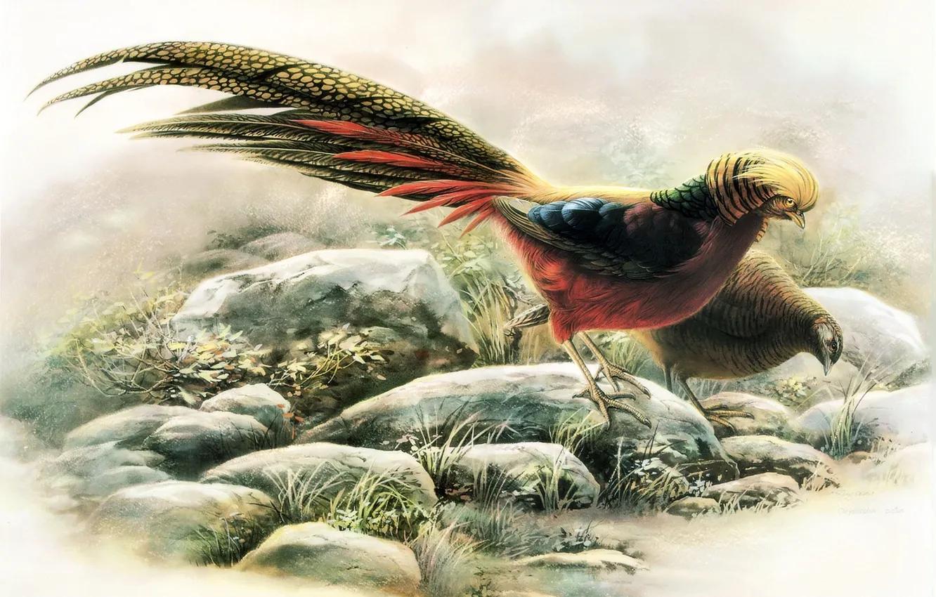Photo wallpaper Birds, Stones, Picture, Tail, Zeng Xiao Lian, Golden pheasant, Chinese artist, Zeng Xiao Lian