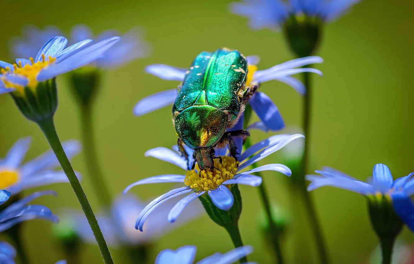 Photo wallpaper flowers, beetle, chafer