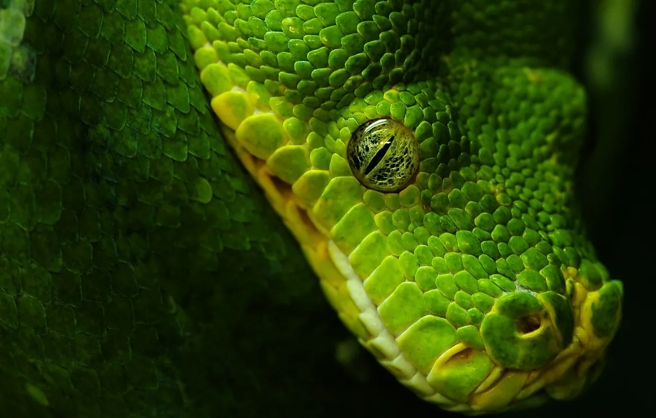 Photo wallpaper eyes, black, Snake, green