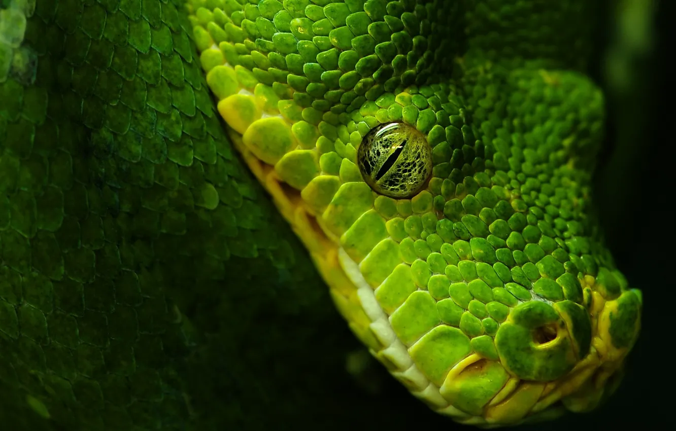 Photo wallpaper eyes, green, black, snake