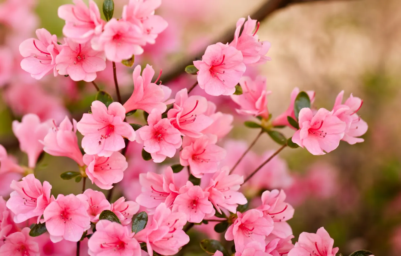 Photo wallpaper flowers, spring, petals, pink