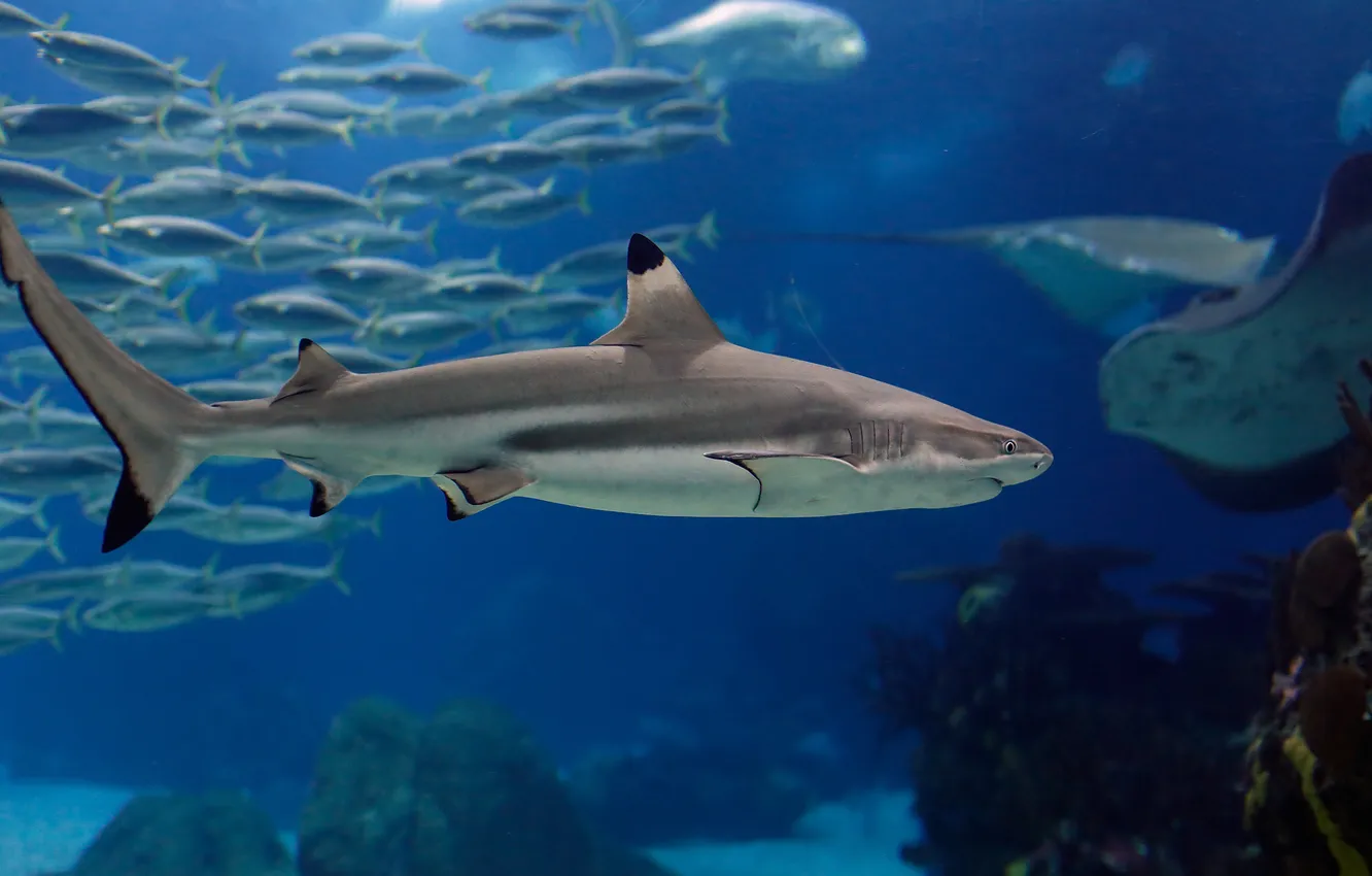 Photo wallpaper sea, the ocean, fish, underwater world, underwater, sea, ocean, fishes