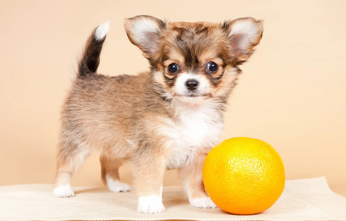 Photo wallpaper each, dog, puppy