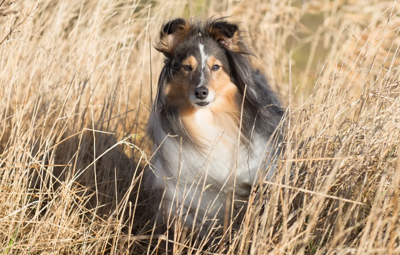 Photo wallpaper look, nature, dog