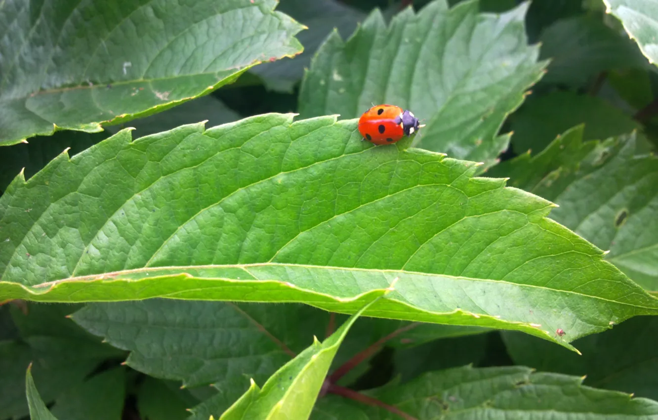 Photo wallpaper greens, summer, leaves, ladybug, June