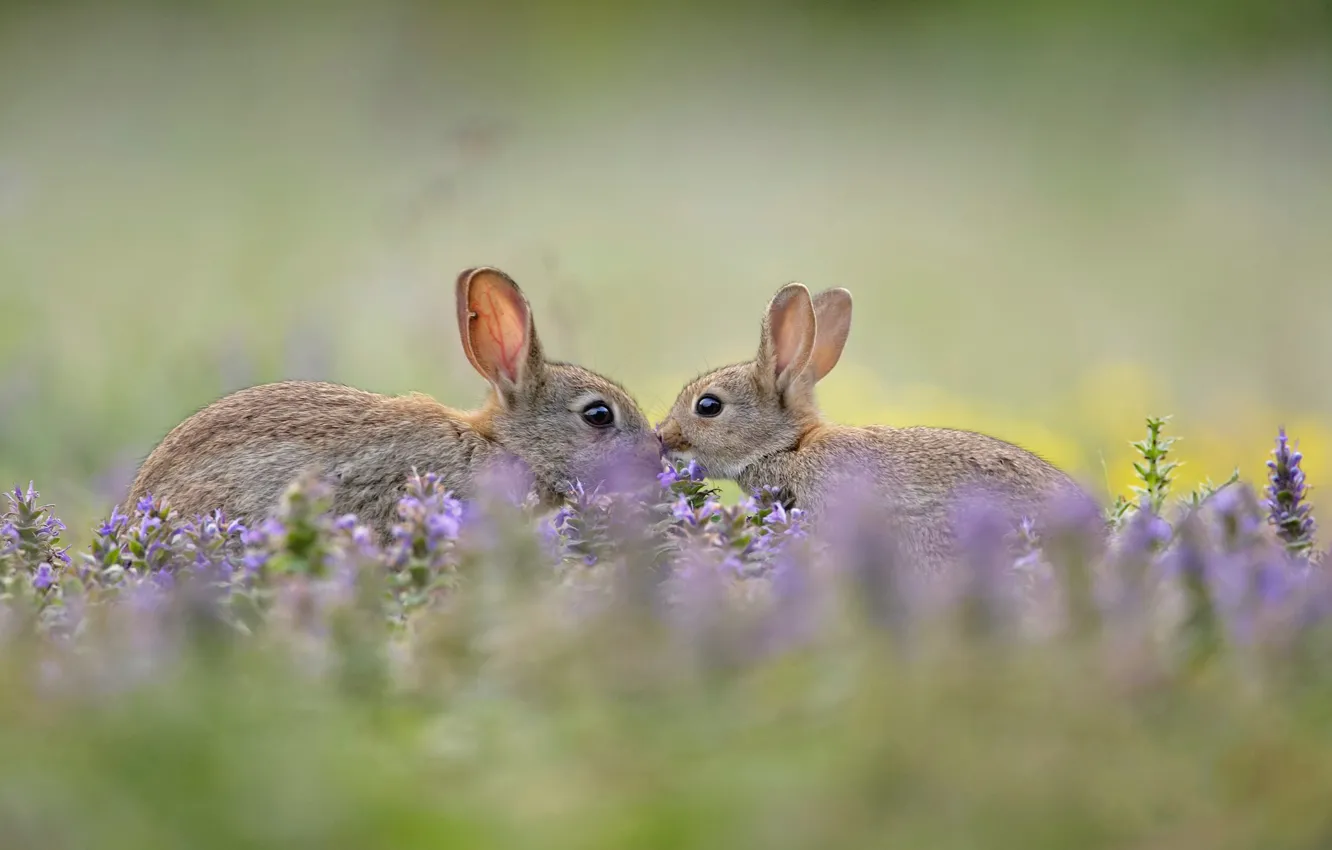 Photo wallpaper grass, nature, ears, wild rabbit