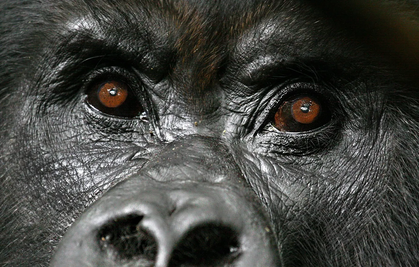 Photo wallpaper face, gorilla, diretc gaze