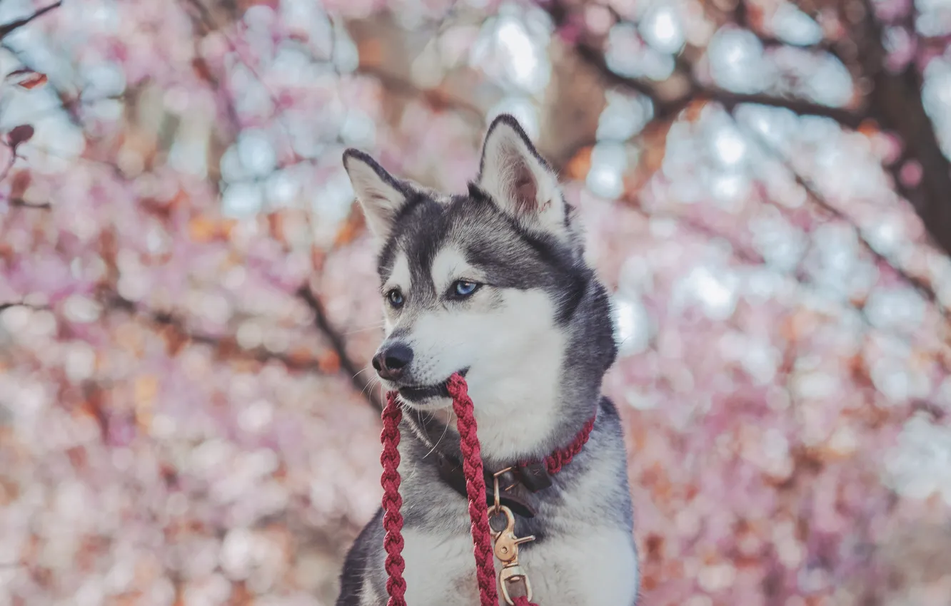 Photo wallpaper face, dog, blur, leash, husky